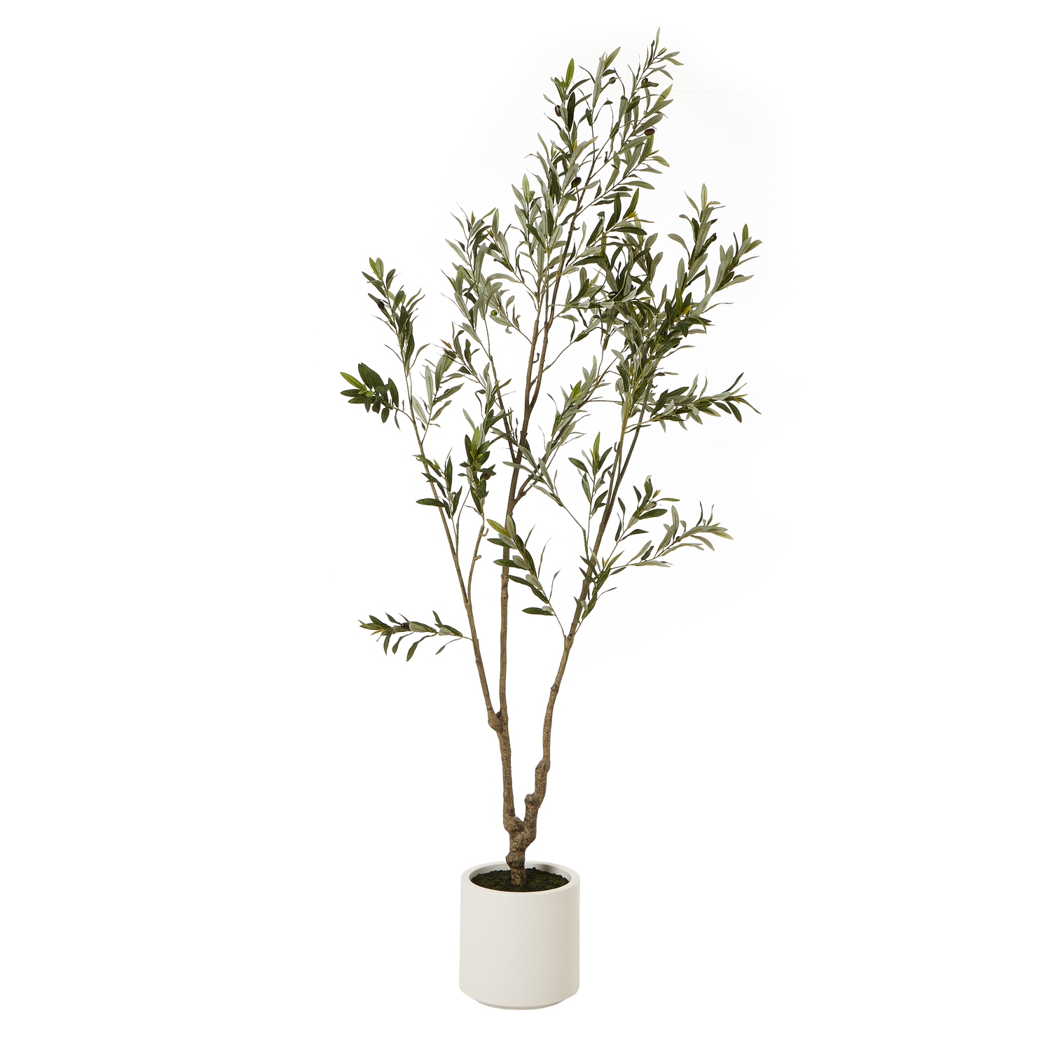 Apul Olive Tree In White Pot - 210cm