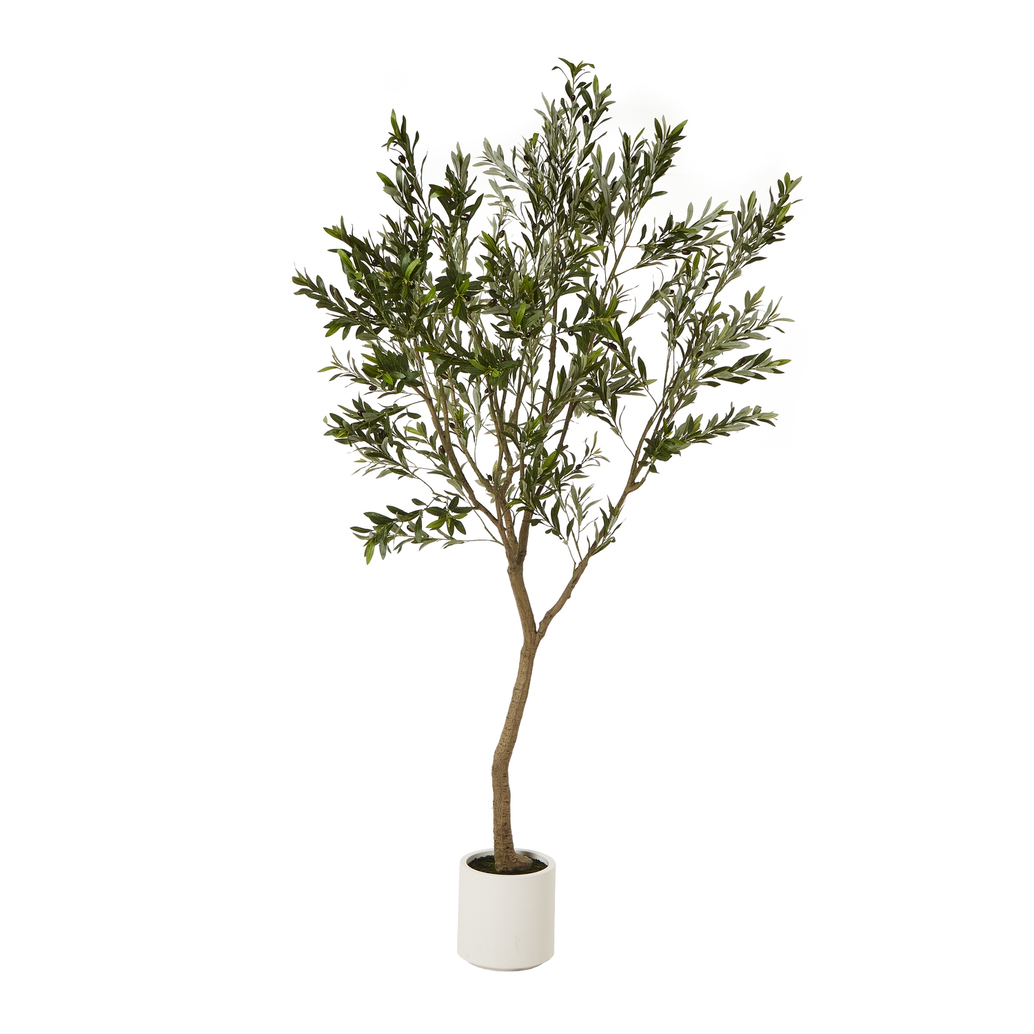 Apul Olive Tree In White Pot - 240cm