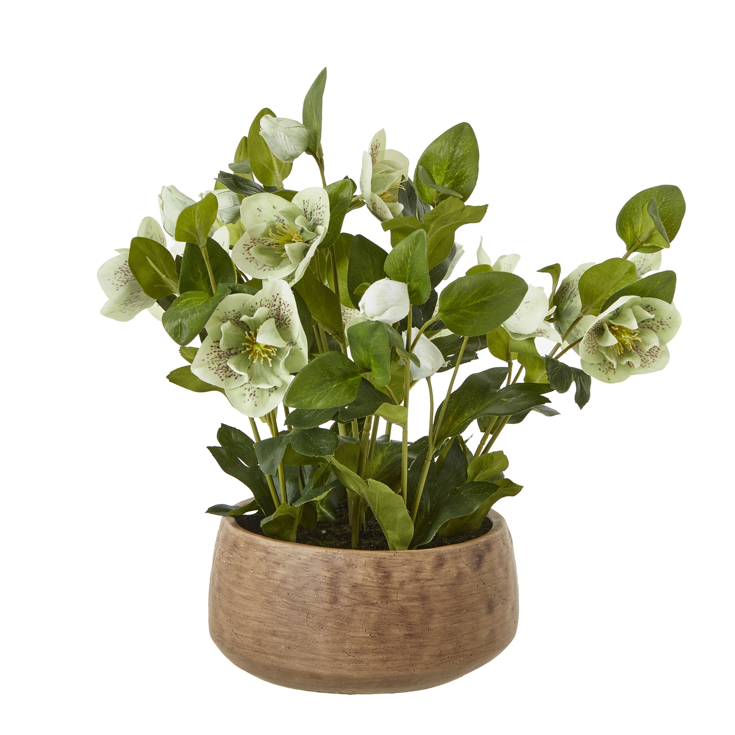 Blanor Green Hellebore Plant In Taupe Pot