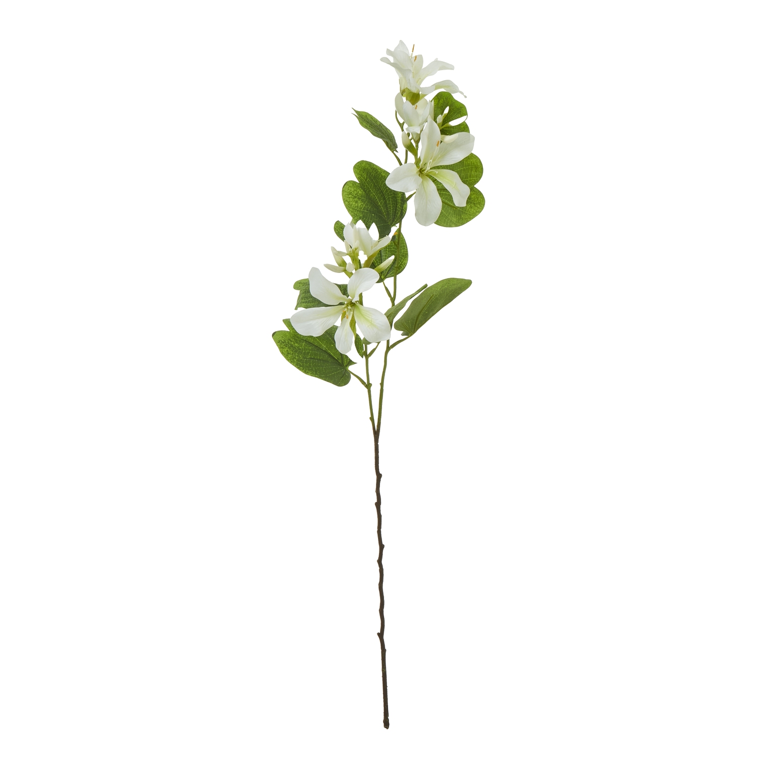 Cremo Bauhinia Orchid Spray