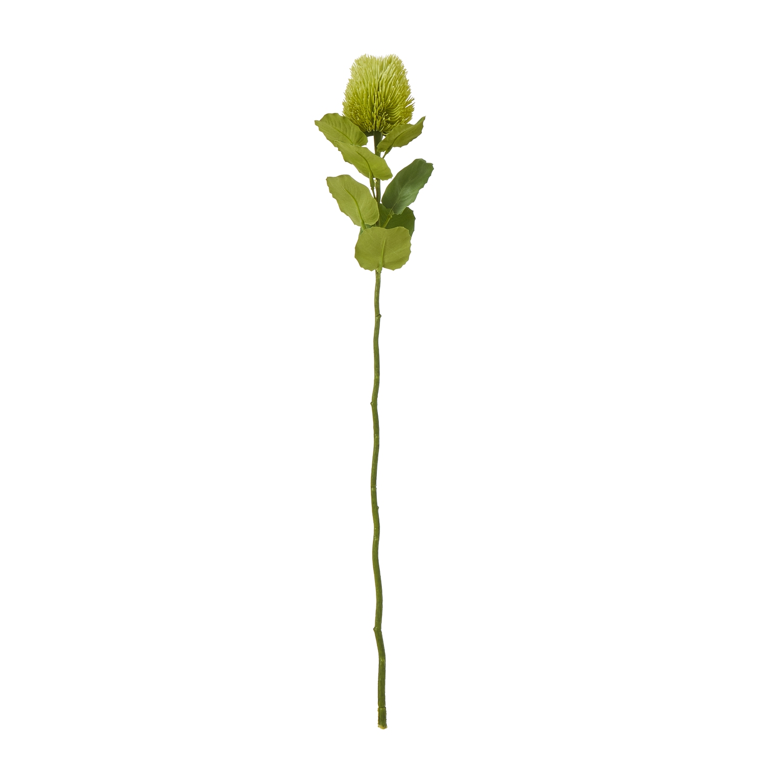 Blanor Green Banksia Stem