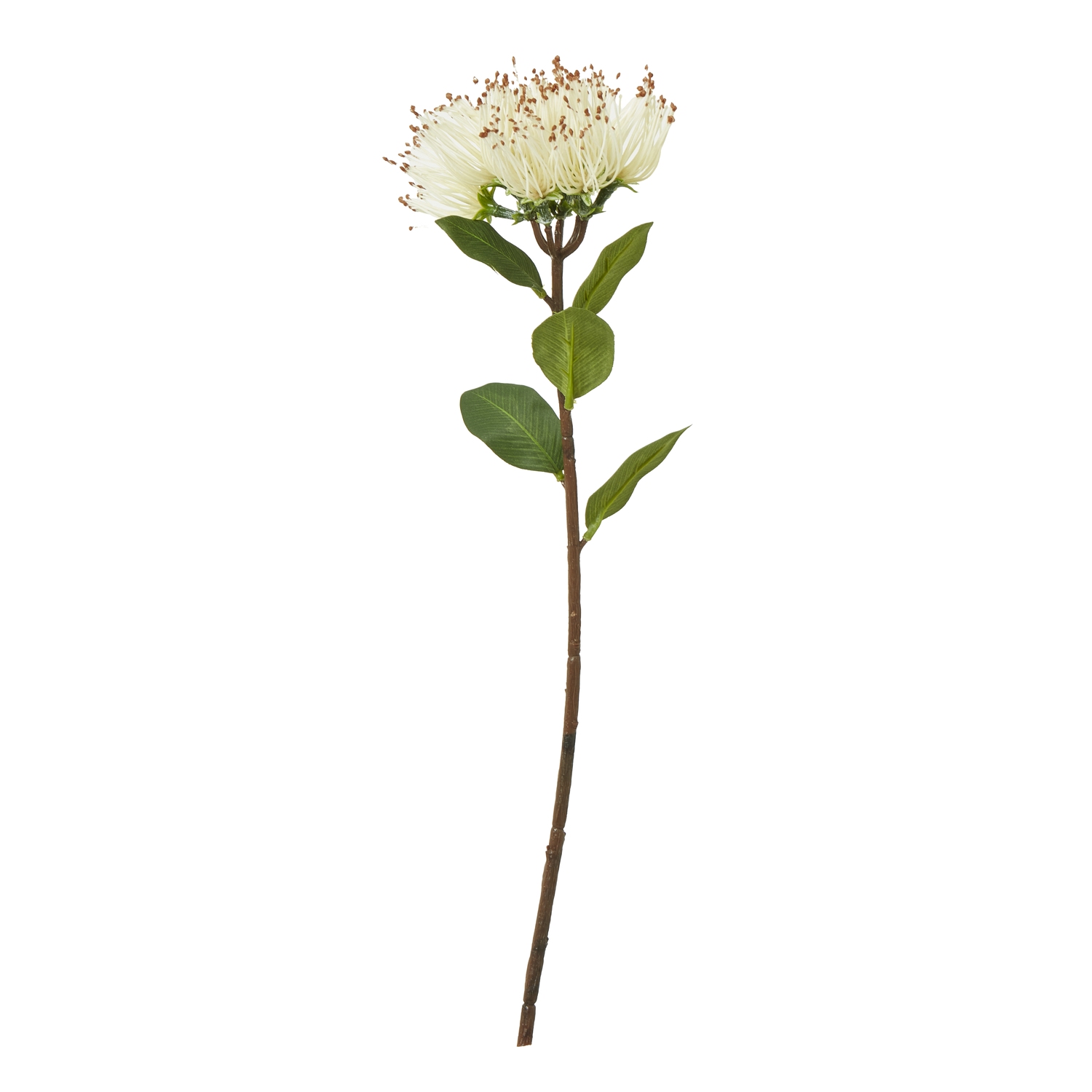 Cremo Protea Nitida Stem