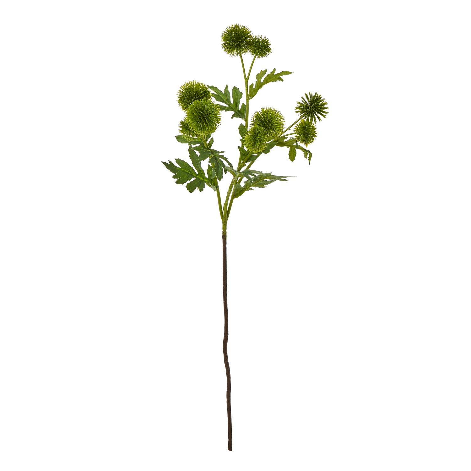 Blanor Green Globe Thistle Spray