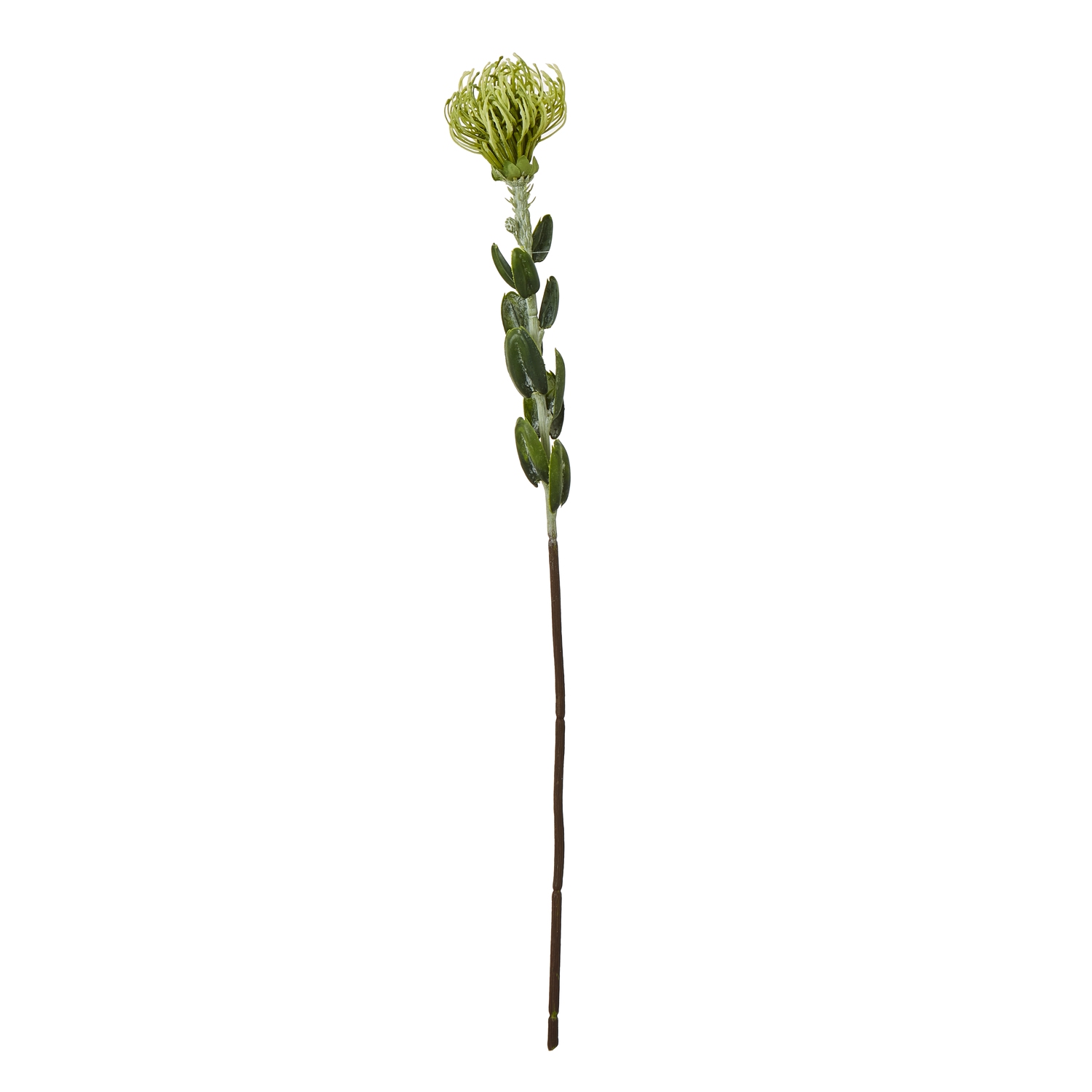 Blanor Green Pincushion Protea Spray
