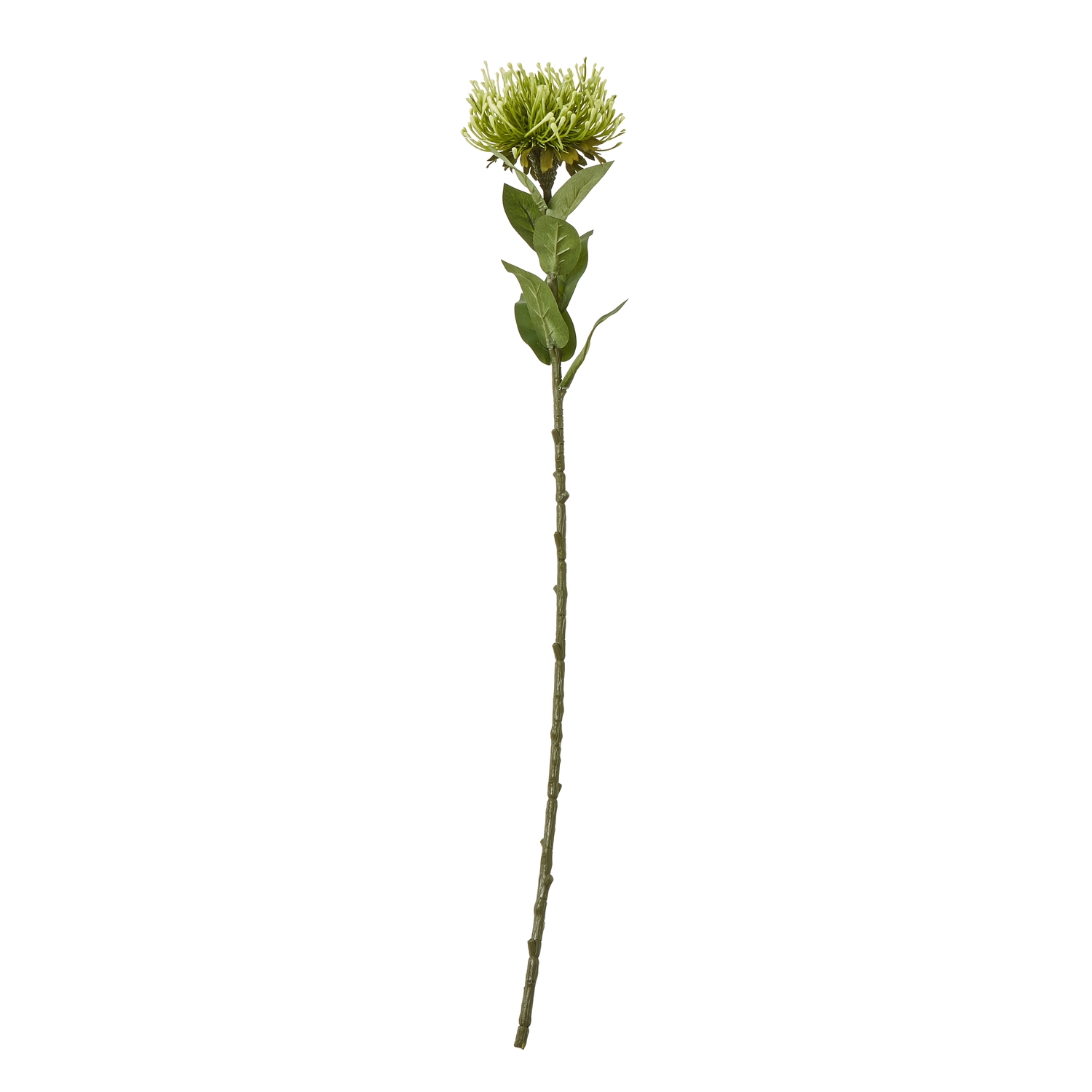 Blanor Green Protea Lorea Stem