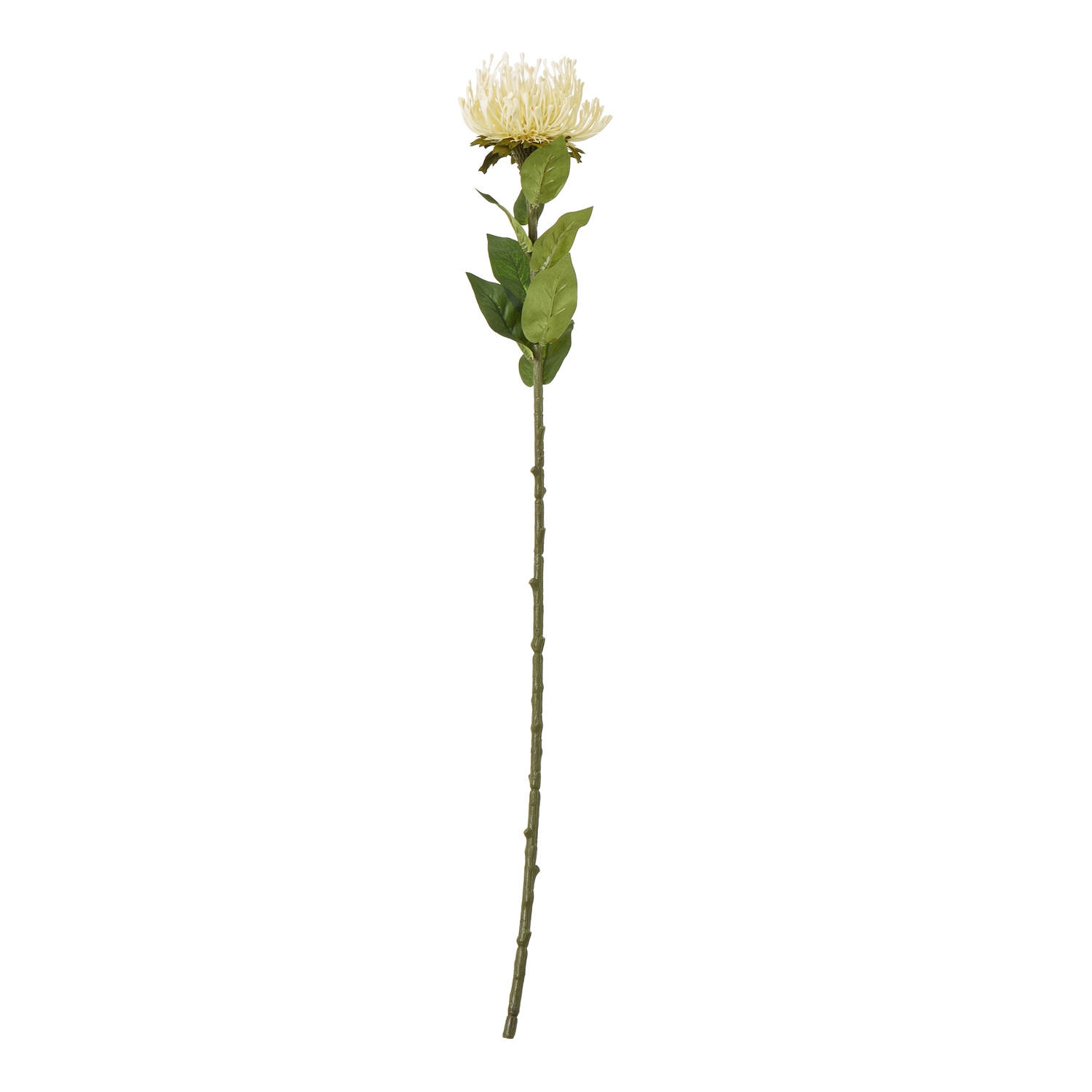 Cremo Protea Lorea Stem