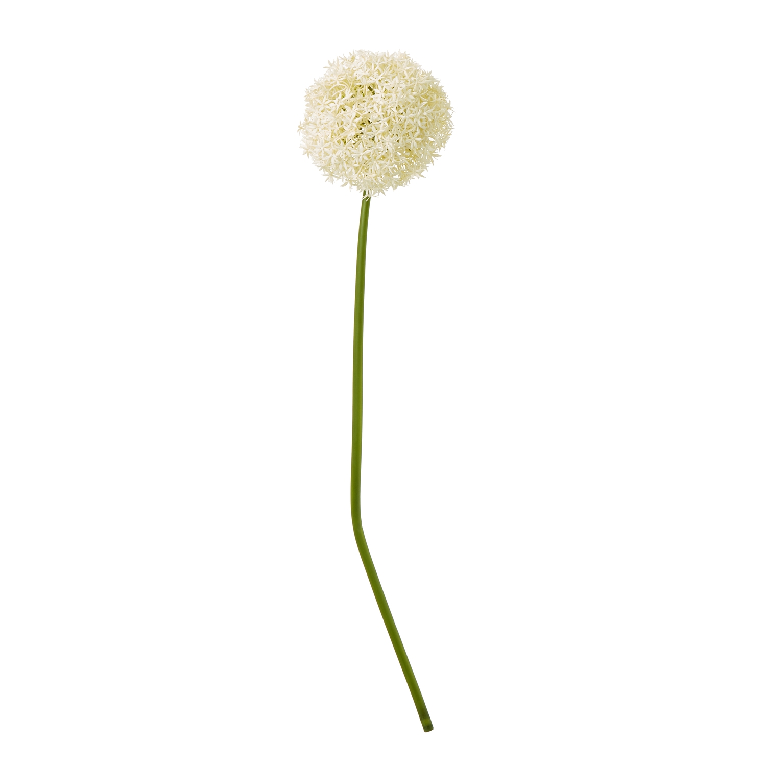 Cremo Giant Allium Stem