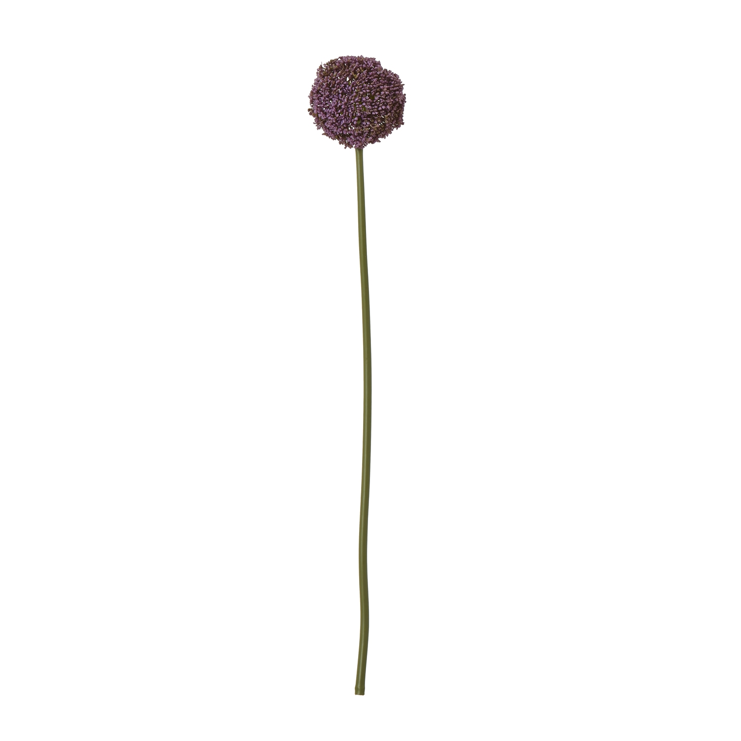 Purpo Allium Stem
