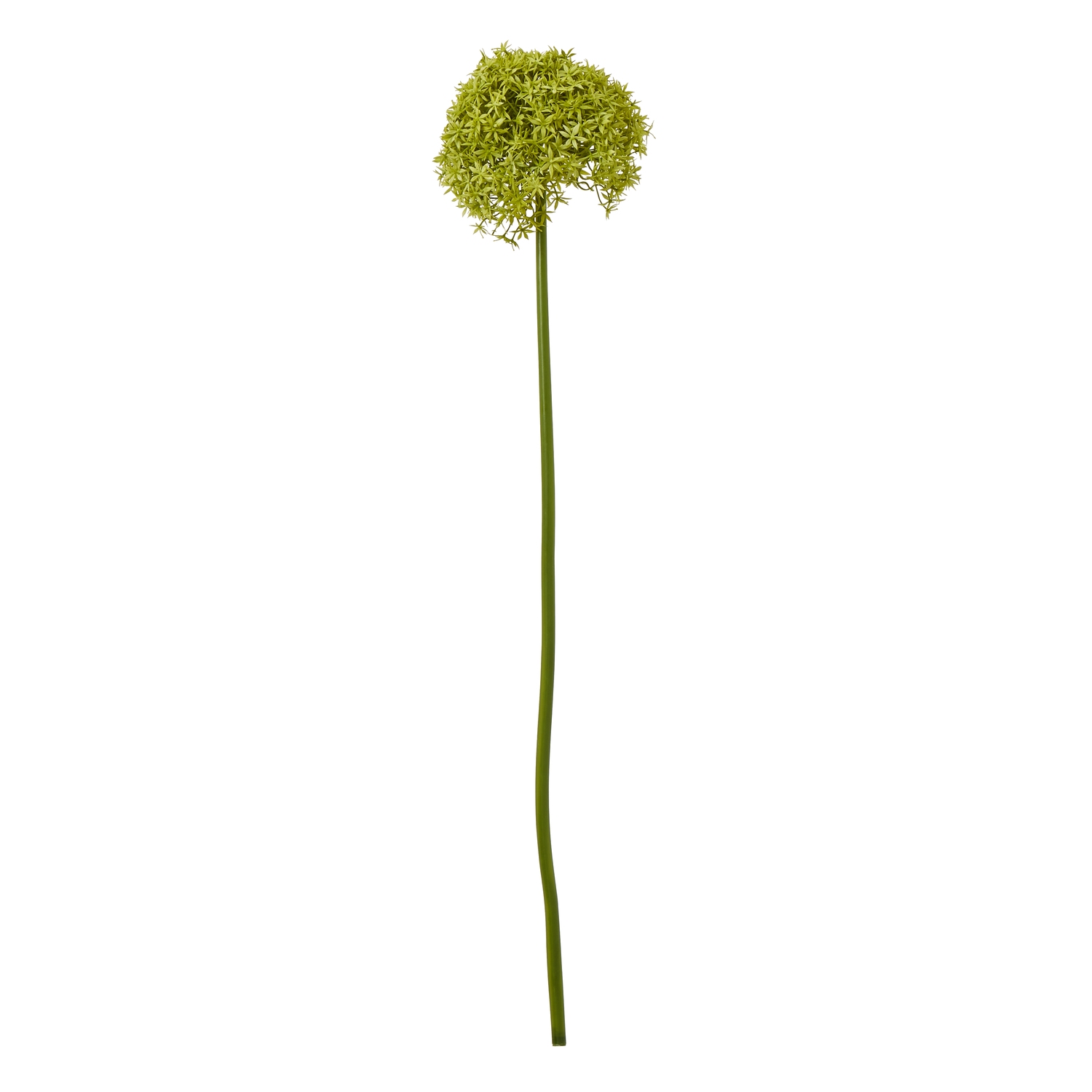 Blanor Green Giant Allium Stem