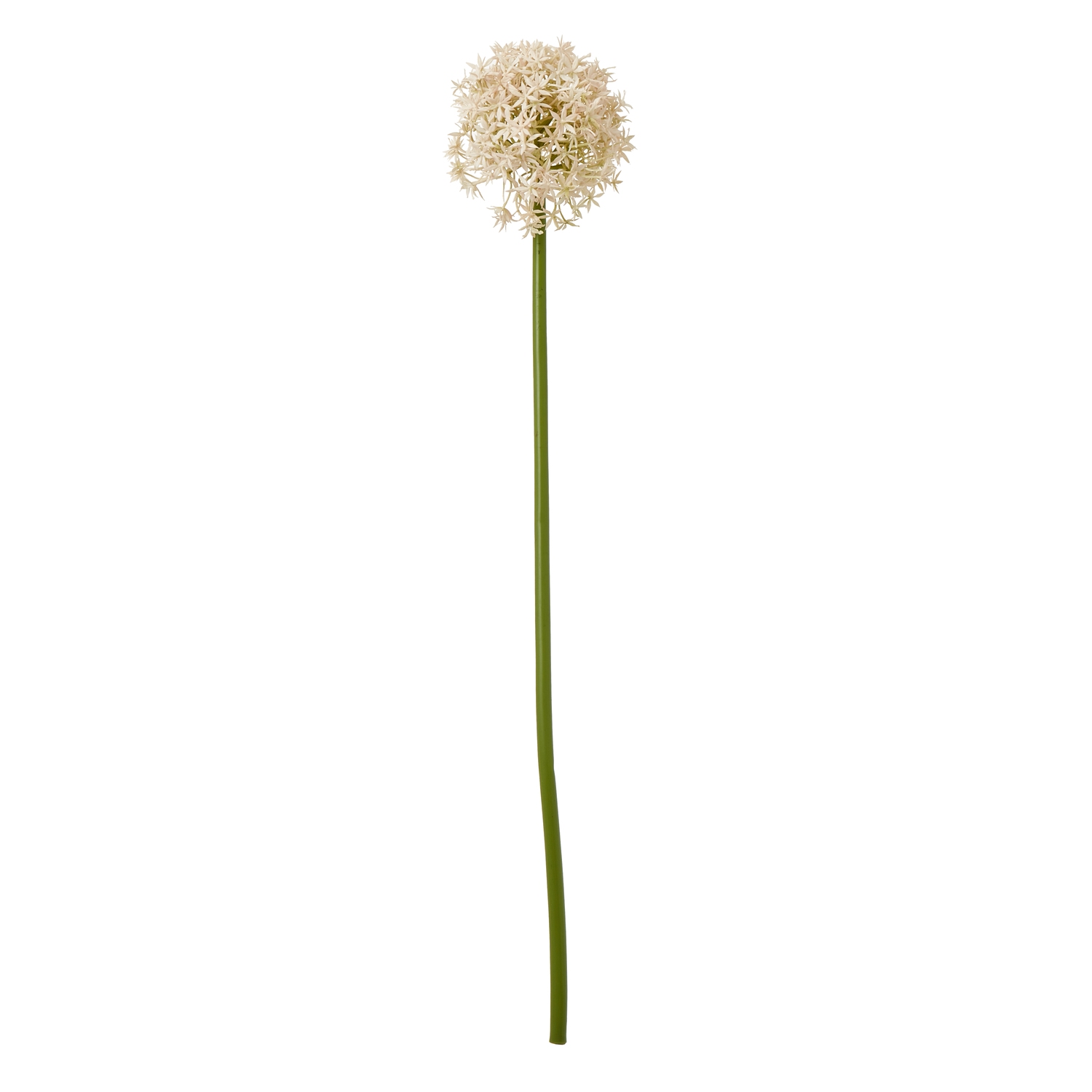 Blanor Pink Allium Stem - Medium