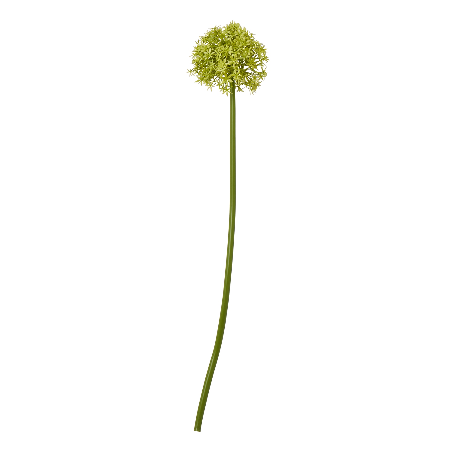 Blanor Green Allium Stem - Medium