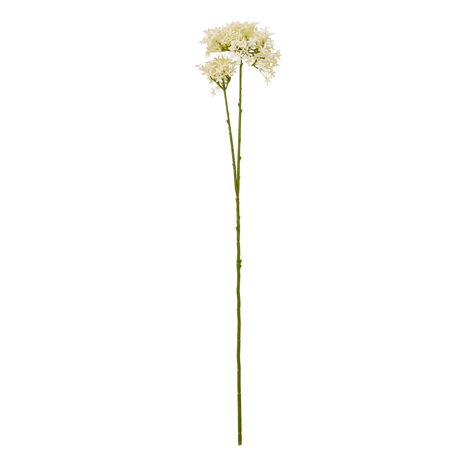 Cremo Crown Hydrangea Stem