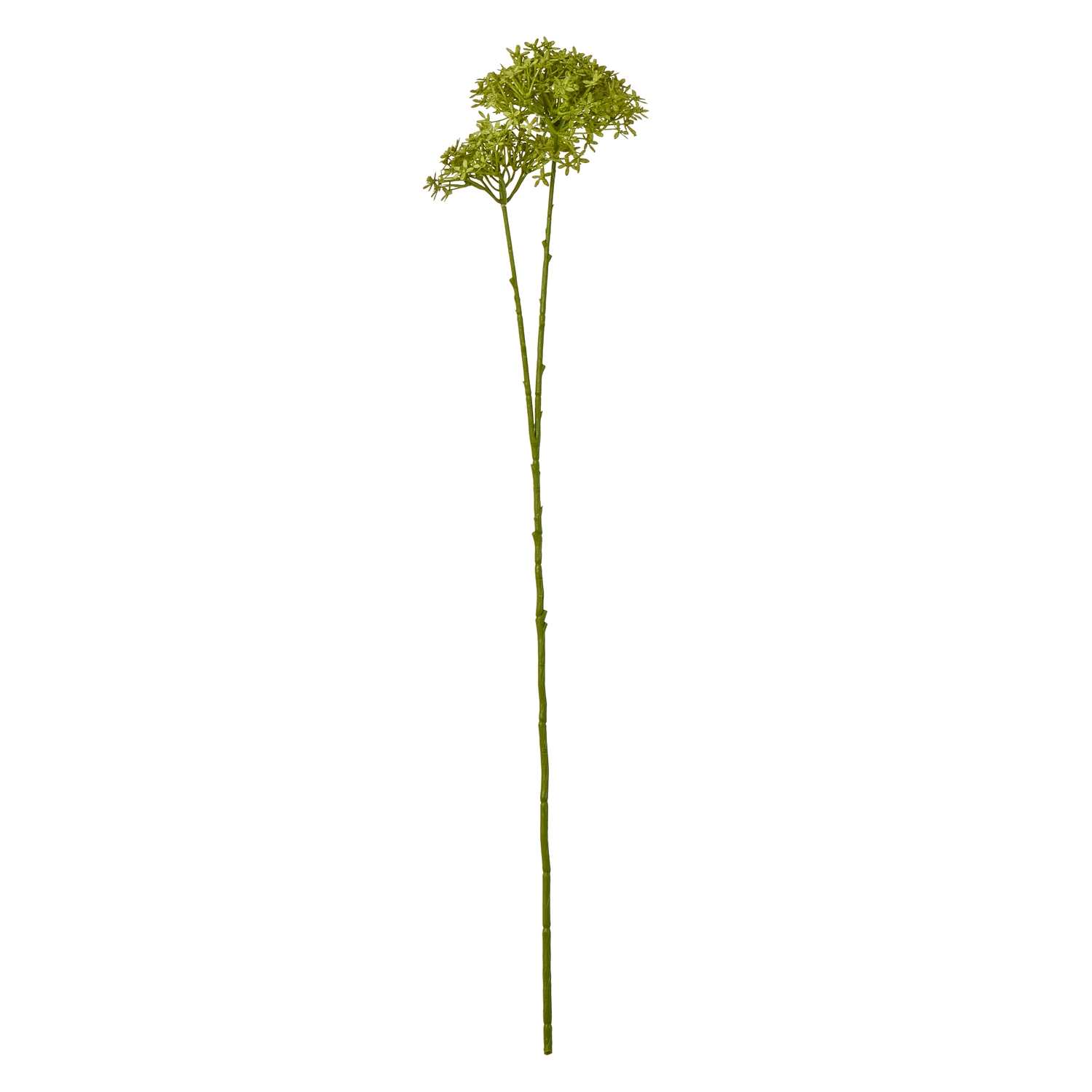 Blanor Green Crown Hydrangea Stem