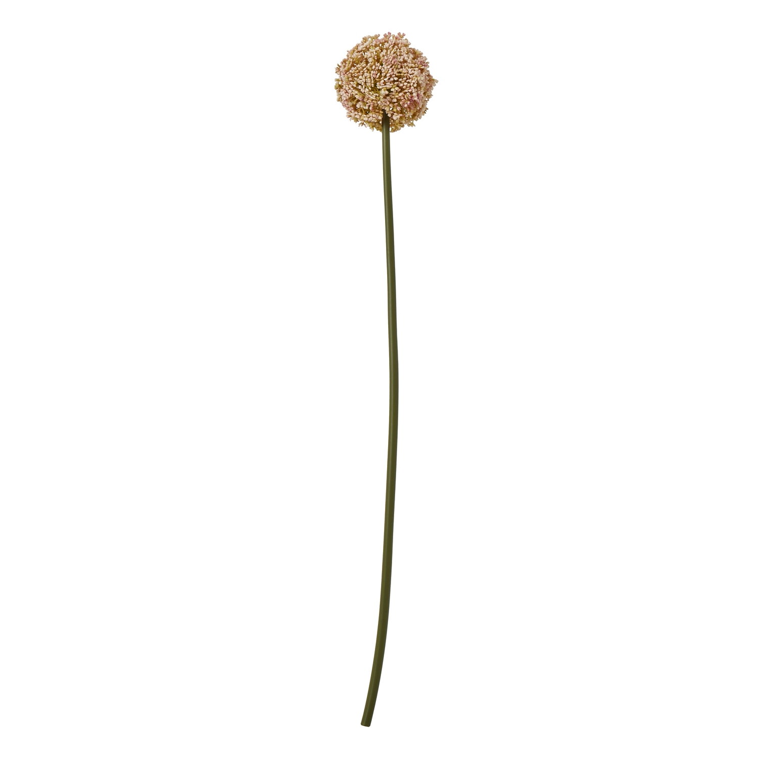 Blanor Pink Allium Stem
