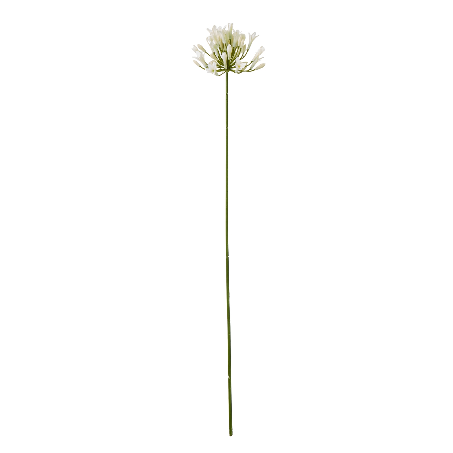 Cremo Agapanthus Spray