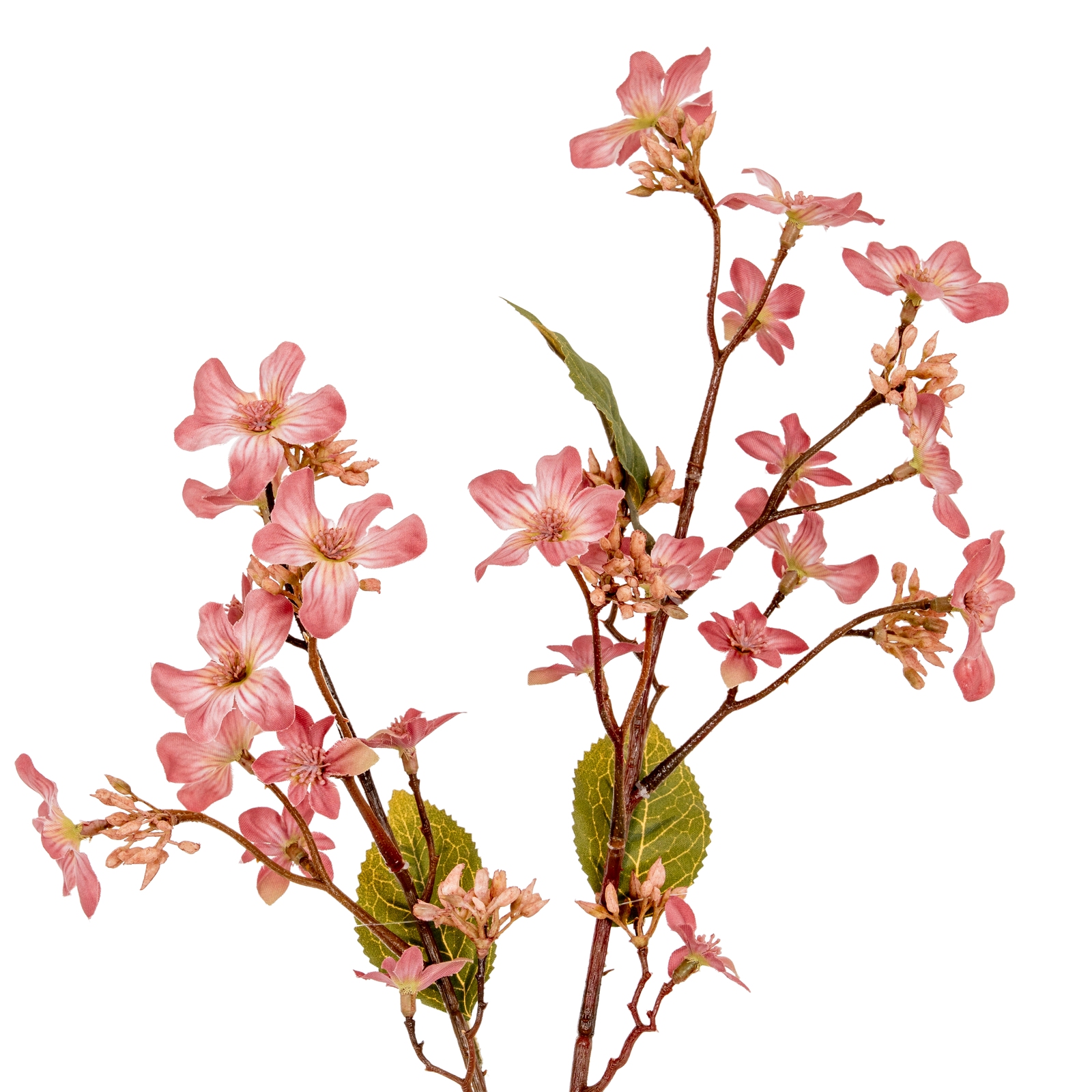 Blanor Pink Vernicia Fordii Spray