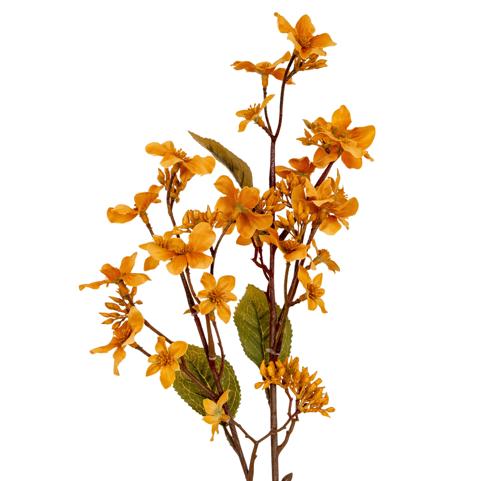 Blanor Yellow Vernicia Fordii Spray