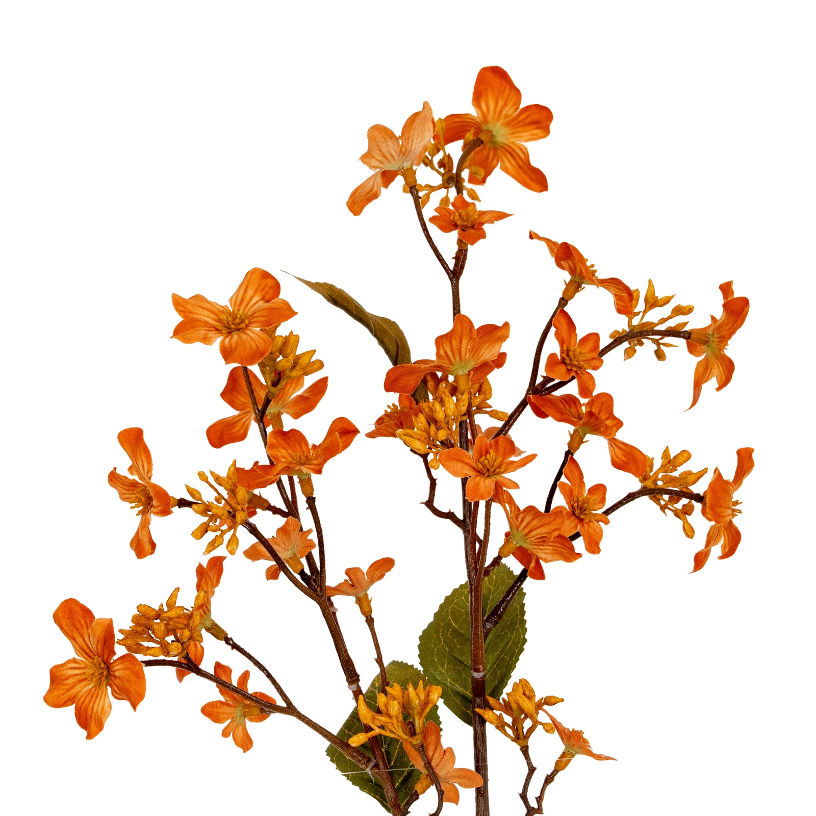 Blanor Orange Vernicia Fordii Spray