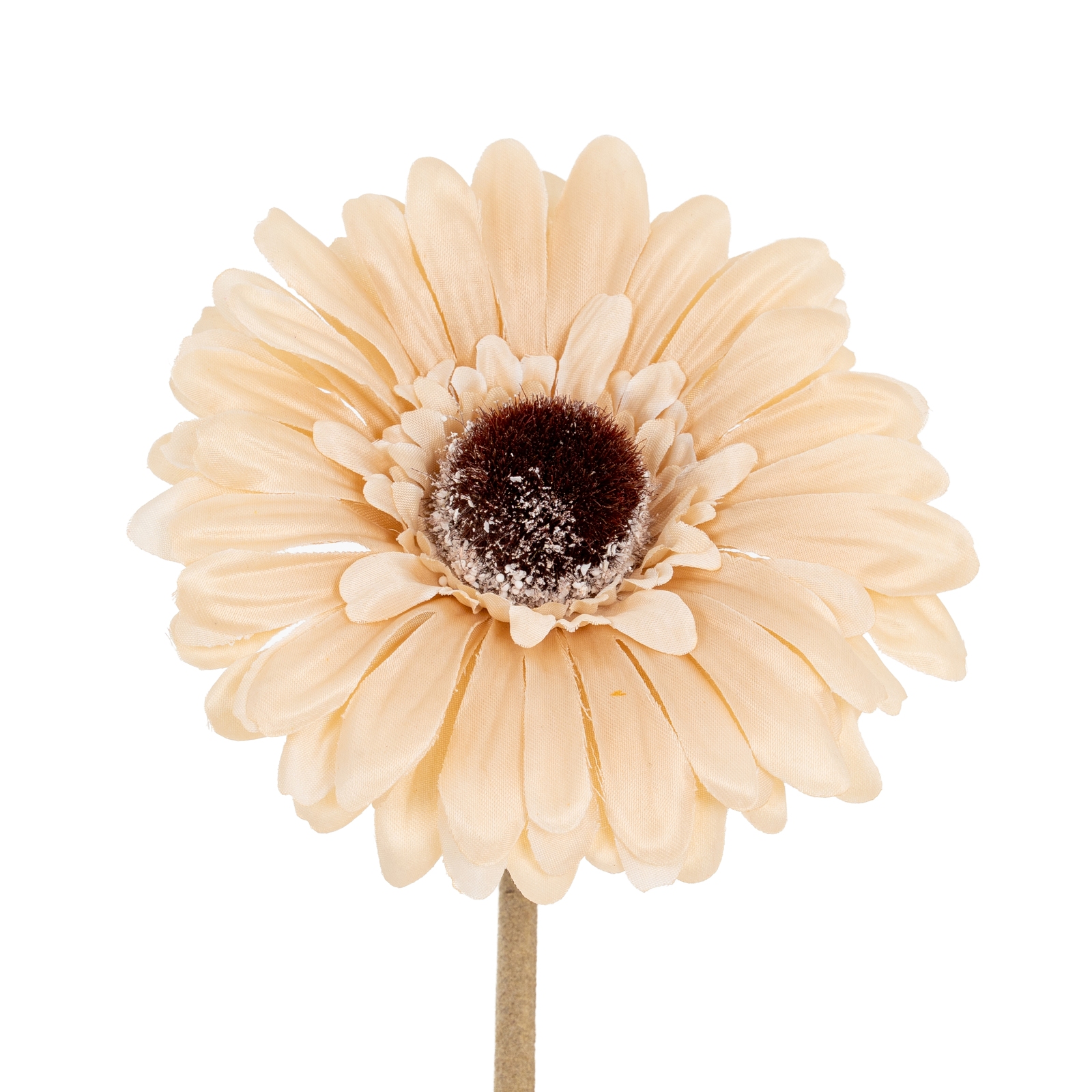 Cremo Gerbera Stem