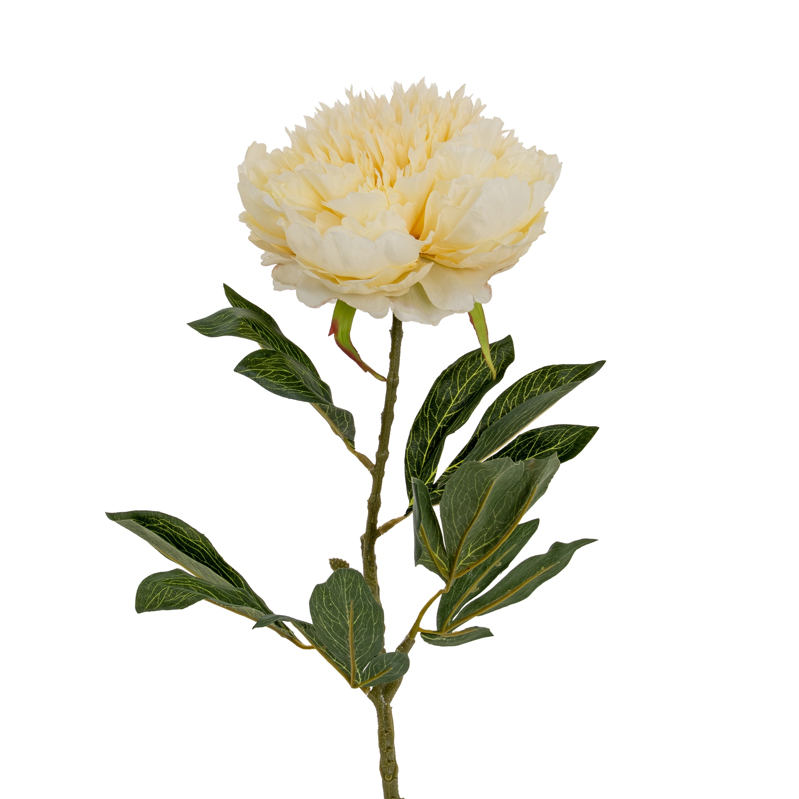 Buttermilk Double Peony Stem - Large